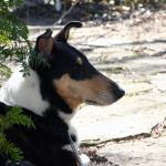 1629586176 976 Lyhytkarvainen collie