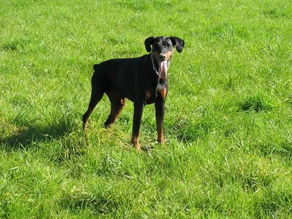 Yleisimmät Doberman -von Willebrandin taudit Dobermanissa 