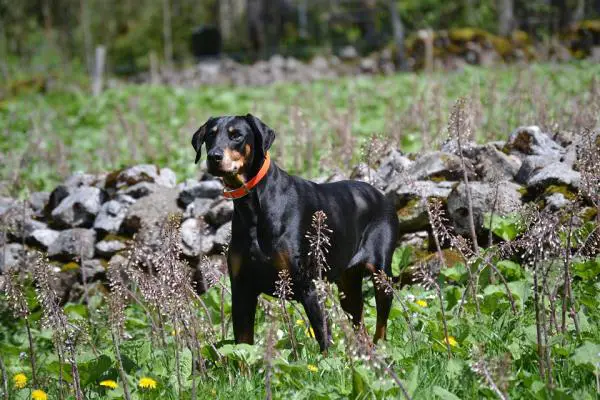 Yleisimmät sairaudet Dobermanissa - lonkka dysplasia Dobermanissa 