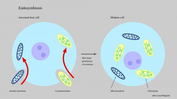 Symbioosi - Määritelmä ja esimerkkejä - Endosymbioosi