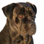 1629594682 876 Cane corso tai italialainen mastiffi