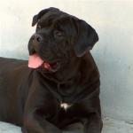 1629594683 128 Cane corso tai italialainen mastiffi