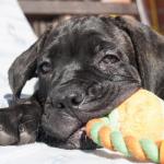 1629594683 542 Cane corso tai italialainen mastiffi