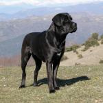 1629594683 87 Cane corso tai italialainen mastiffi