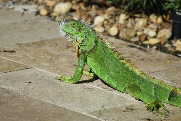 Yleisimmät iguaanien sairaudet - Mistä tiedän, onko iguaani sairas?