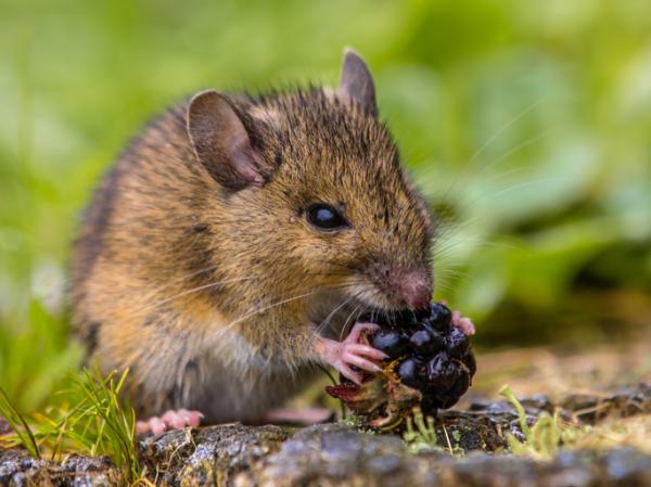 Mitä hiiret syövät?  - Mitä kenttähiiret syövät?