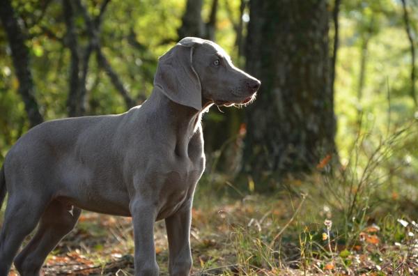 Yleisimmät Weimaraner -koirien sairaudet - lonkka- ja kyynärpäädysplasia