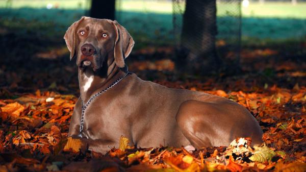 Yleisimmät Weimaranerin koirien sairaudet - Mahalaukun vääntö