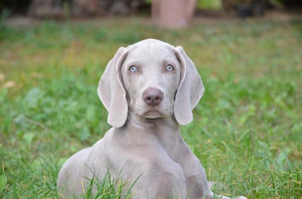 Yleisimmät Weimaraner -koirien sairaudet - ihokasvaimet  