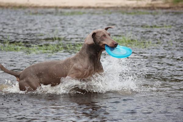 Yleisimmät Weimaraner -koirien sairaudet - hemofilia A ja von Willebrandin tauti