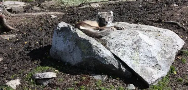 Silver Fox lemmikkinä - syntynyt tuhoaja