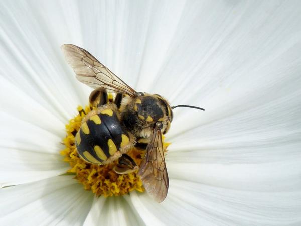 Mehiläisten elinkaari - Drones