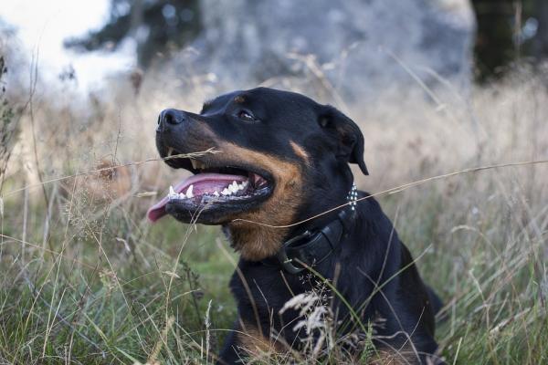 Yleisimmät rottweiler -koirien sairaudet - 3. Ristisidoksen repeämä