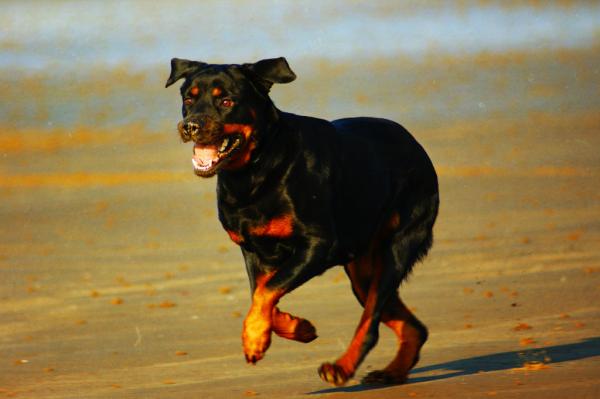 Yleisimmät rottweiler -koirien sairaudet - 2. Kyynärpää dysplasia