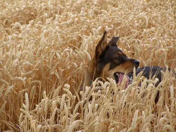 Rottweiler -koirien yleisimmät sairaudet - 5. Von Willebrandin oireyhtymä