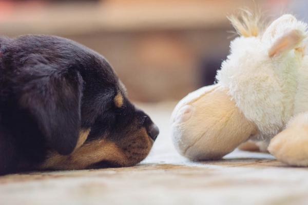 Yleisimmät rottweiler -koirien sairaudet - 6. Mahalaukun vääntö