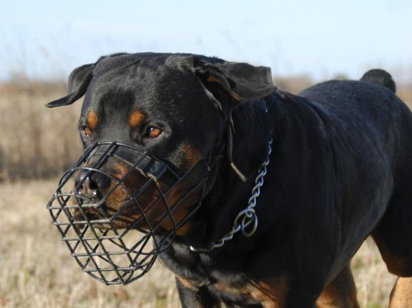 Yleisimmät rottweiler -koirien sairaudet - 7. Kaihi