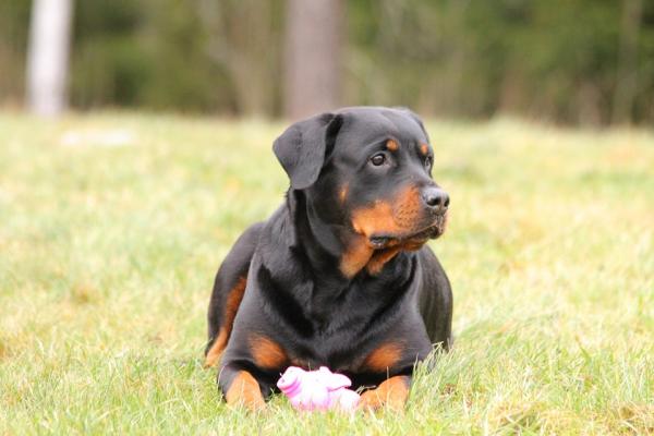 Yleisimmät rottweiler -koirien sairaudet - 10. Addisonin tauti