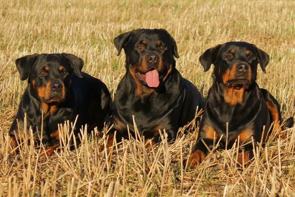 Yleisimmät rottweiler -koirien sairaudet - 11. Osteosarkooma, syöpätyyppi