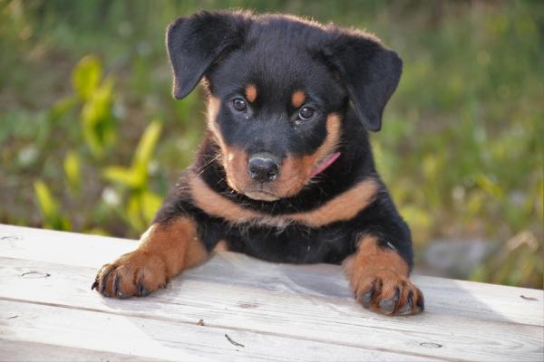 Yleisimmät rottweiler -koirien sairaudet - 9. Entropion