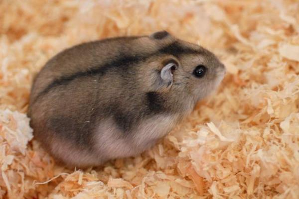 Mitä venäläiset hamsterit syövät?  - Venäläisen hamsterin ominaisuudet