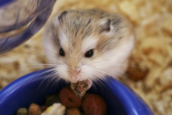 Mitä venäläiset hamsterit syövät?  - Venäläisen hamsterin ruokinta 