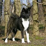 1629665405 700 Amerikkalainen Akita