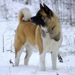 1629665405 809 Amerikkalainen Akita