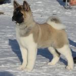 1629665405 931 Amerikkalainen Akita