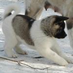 1629665405 963 Amerikkalainen Akita