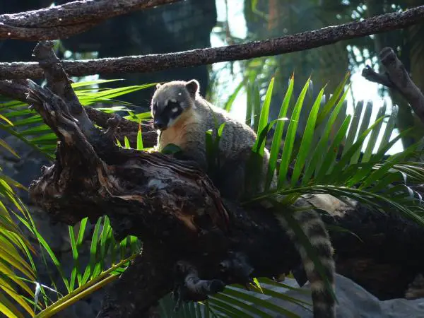 Coati lemmikkinä - vankeudessa oleva Coati