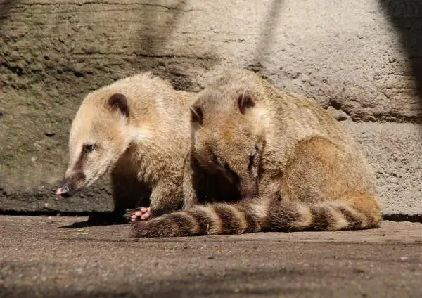 Coati lemmikkinä - rengashäntä