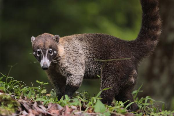 Coati lemmikkinä - Valkoinen nenä coati