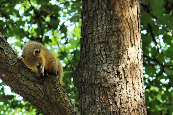 Coati lemmikkinä - Guest coati, paras ratkaisu