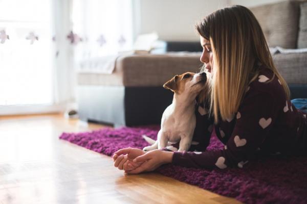 Koirani ei lopeta itkemistä - miksi ja mitä tehdä?  - Kuinka saada koira olemaan itkemättä?