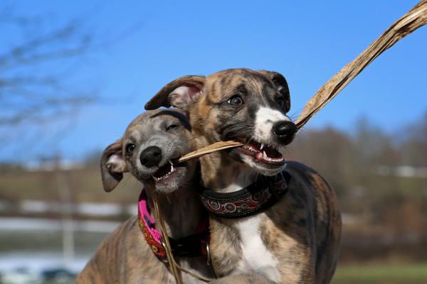 Kaikki vinttikoirien rodut - 10. Whippet