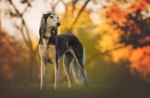 Kaikki vinttikoirarotut - 8. Persialainen vinttikoira (Saluki)