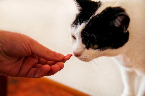 5 merkkiä siitä, että kissasi vihaa sinua - Mitä meidän pitäisi tehdä, jos havaitsemme nämä merkit kissassamme?