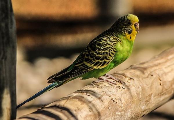 Kuinka kauan australialainen papukaija elää - Australian papukaija, pitkäikäinen eläin