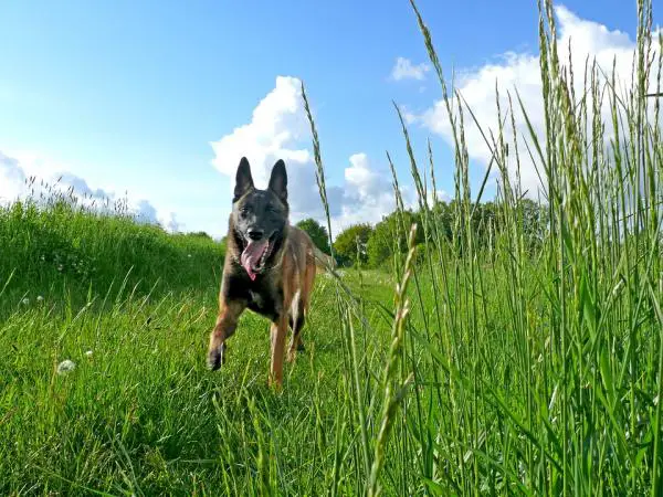 10 koiran rotua, jotka ovat alttiita lonkan dysplasialle - 2. Belgian Malinois