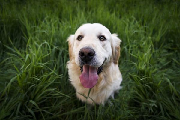 5 koirarotua, jotka ovat yhteensopivia labradorin - kultaisen noutajan kanssa