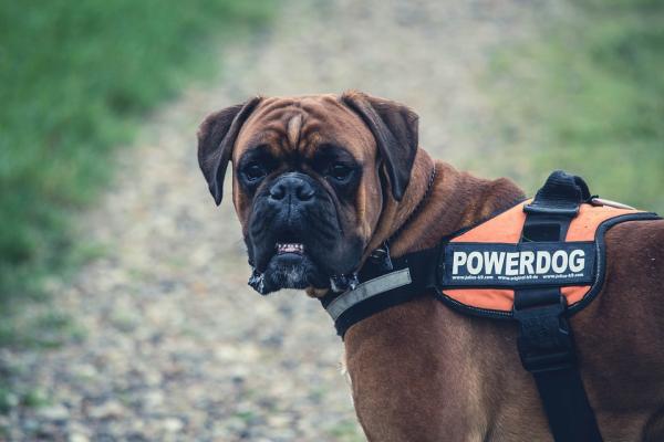 5 koirarotua, jotka ovat yhteensopivia Labrador - Boxerin kanssa