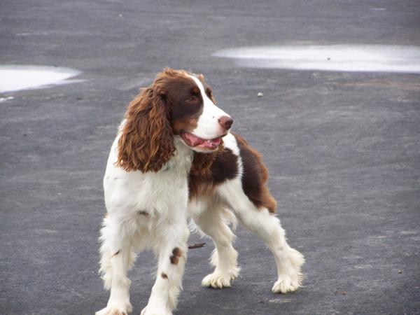 5 koirarotua, jotka ovat yhteensopivia labradorin - englanninspringerspanielin kanssa