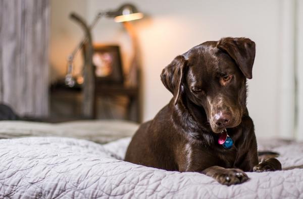 5 Labradorin kanssa yhteensopivaa koirarotua - Labradorien yleiset näkökohdat 