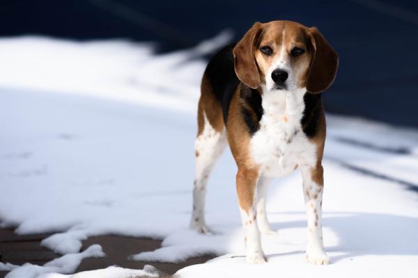 5 koirarotua, jotka ovat yhteensopivia Labradorin - Beaglen kanssa