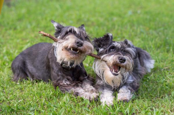 Vinkkejä tuhoisaan snautseriin - Miksi schnauzer -koira rikkoo asioita?