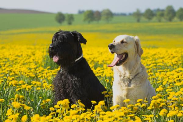 Vinkkejä tuhoisaan snautseriin - Schnauzer -koiran kävely ja liikunta