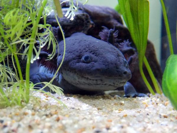 Mitä axolotlit syövät?  - Aksolotlin ruokinta - Aksolotlin ominaisuudet