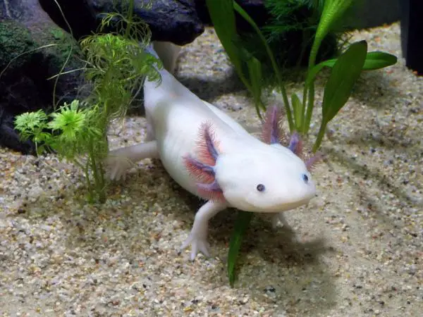 Mitä axolotlit syövät?  - Aksolotlin ruokinta - 10 Aksolotlin erikoisuuksia