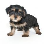 1629754477 394 Morkie